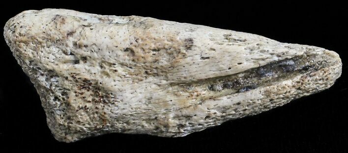 Small Struthiomimus Toe Claw - Montana #52811